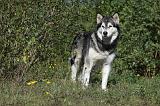 ALASKAN MALAMUTE 346